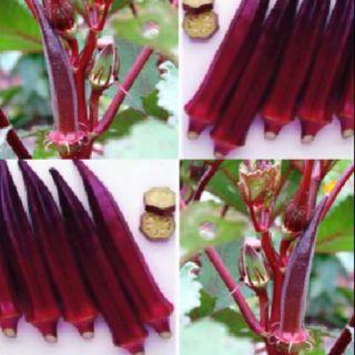 Hạt giống đậu bắp tím 40 hạt gói