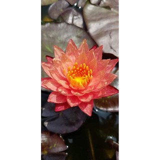 cây giống súng thái   đỏ wanvisa