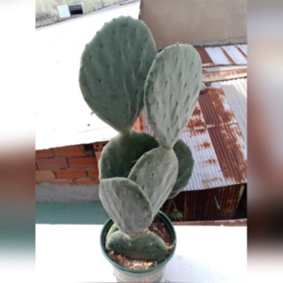 Xương rồng tai voi 70-80cm