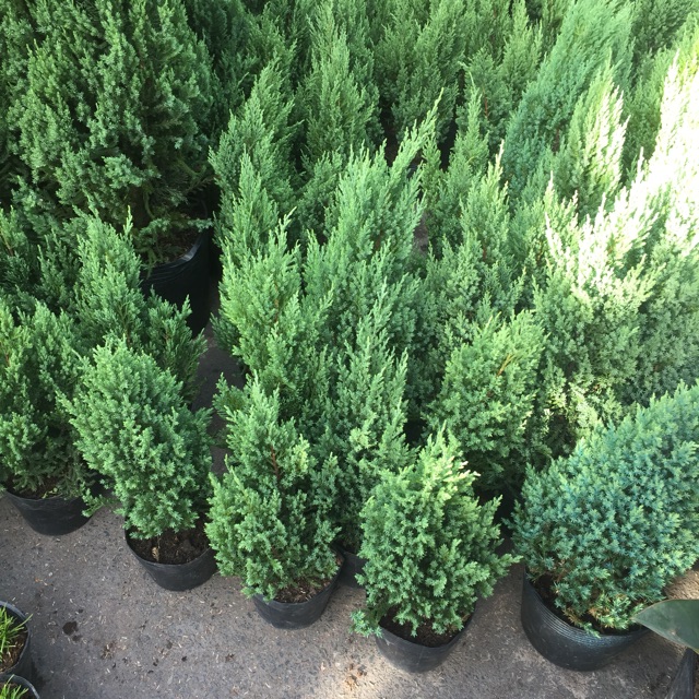 Cây sơn tùng size nhỏ 20-30