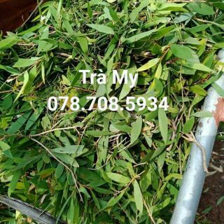 Dầu tràm huế