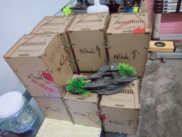 Hộp nuôi nhện cây 10-10-15cm