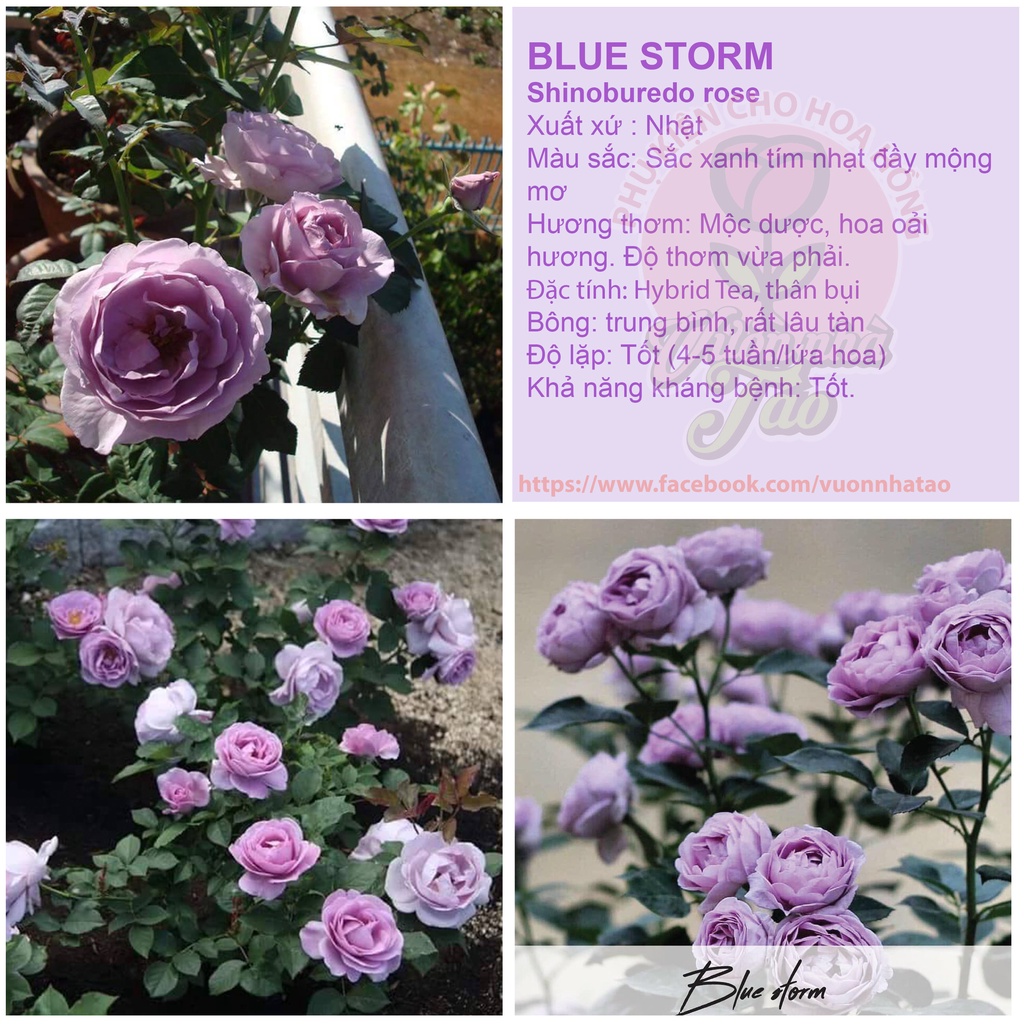 Cây Nguyên bản-Hoa hồng Blue storm- hoa hồng màu tím xanh