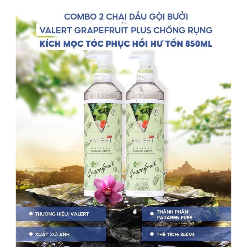 Dầu gội xa bưởi grapefruit chống rụng tóc phục hồi tóc hư tổn