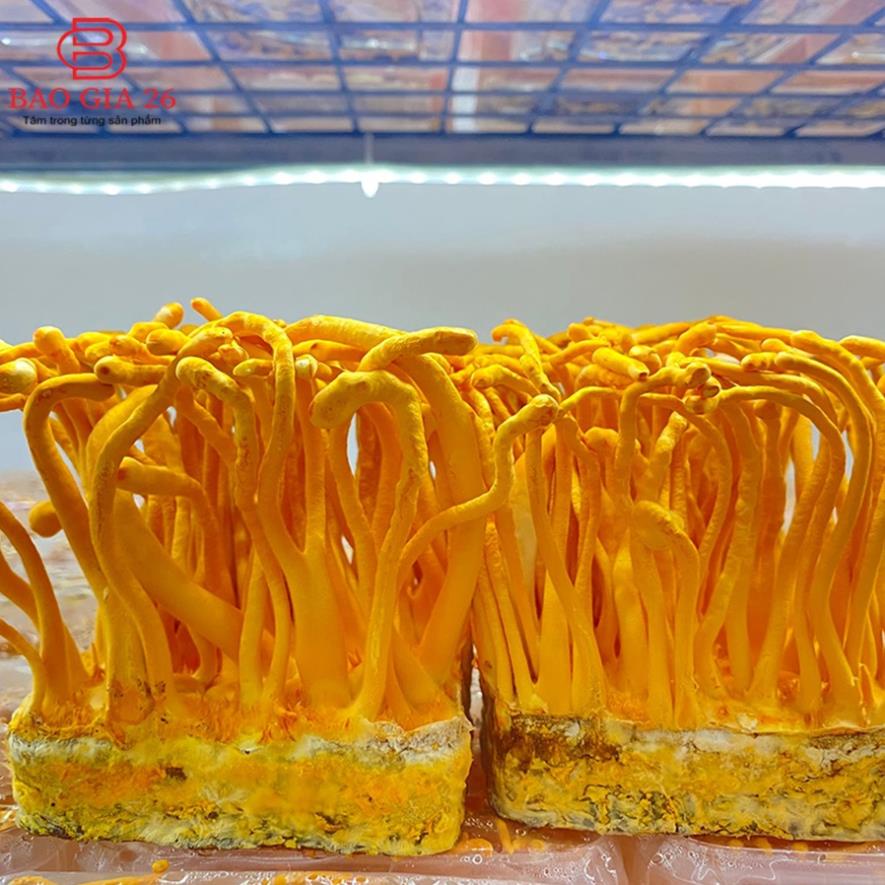 20g Đông trùng hạ thảo loại 2 - Sấy thăng hoa