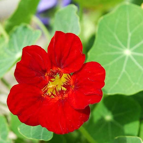 10 Hạt giống hoa sen cạn