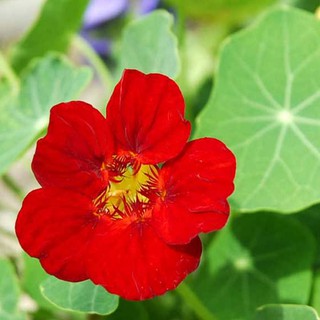 10 Hạt giống hoa sen cạn