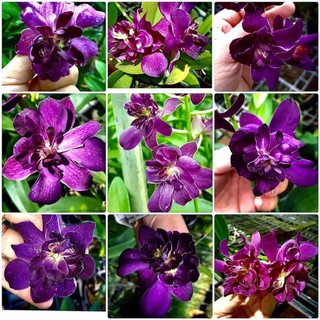 (1 chậu) Hoa lan dendro hoa hồng Blue - hàng lá