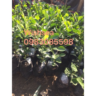 Cây chanh chúc, chanh thái lan, chanh não người