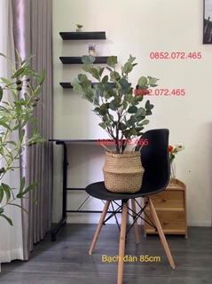 Cây Bạch đàn cao cấp