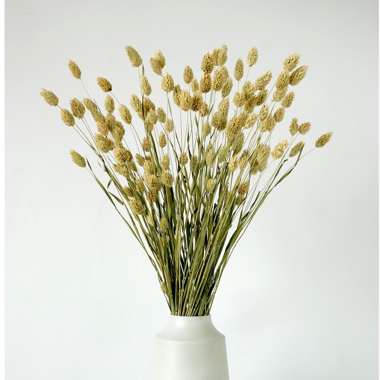 Hoa khô Phalaris vintage, phụ kiện chụp ảnh sản phẩm