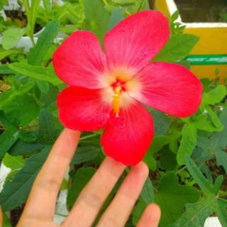 100 hạt sâm bố chính