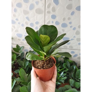 Cây bàng singapore mini ( đá trang trí cây)