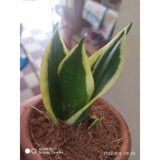 Mầm Cây lưỡi hổ thái lùn búp sen