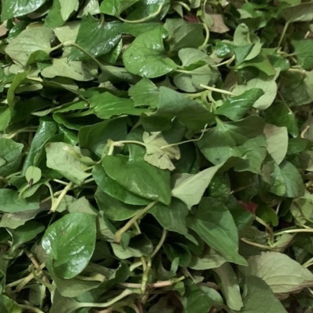 Bột diếp cá hộp 250g mát gan chống lão hoá