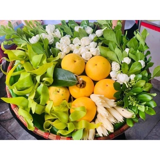 Mẹt tre các size