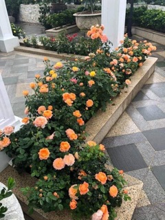 Tezza cam cam cá hồi xinh, siêu thơm
