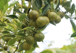 Cây tắc Cẩm thạch