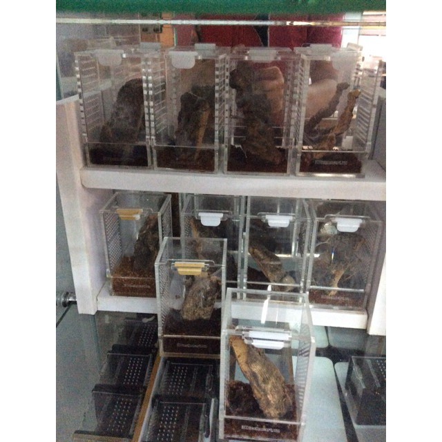 Hộp nuôi nhện, Tank 6-5-10cm nhện cây