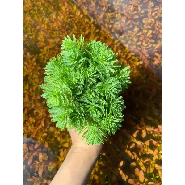 Cây xương cá 15k/15 ngọn