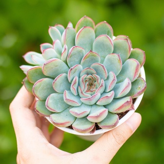 Sen đá viền đỏ 9-11cm - Vườn sen đá