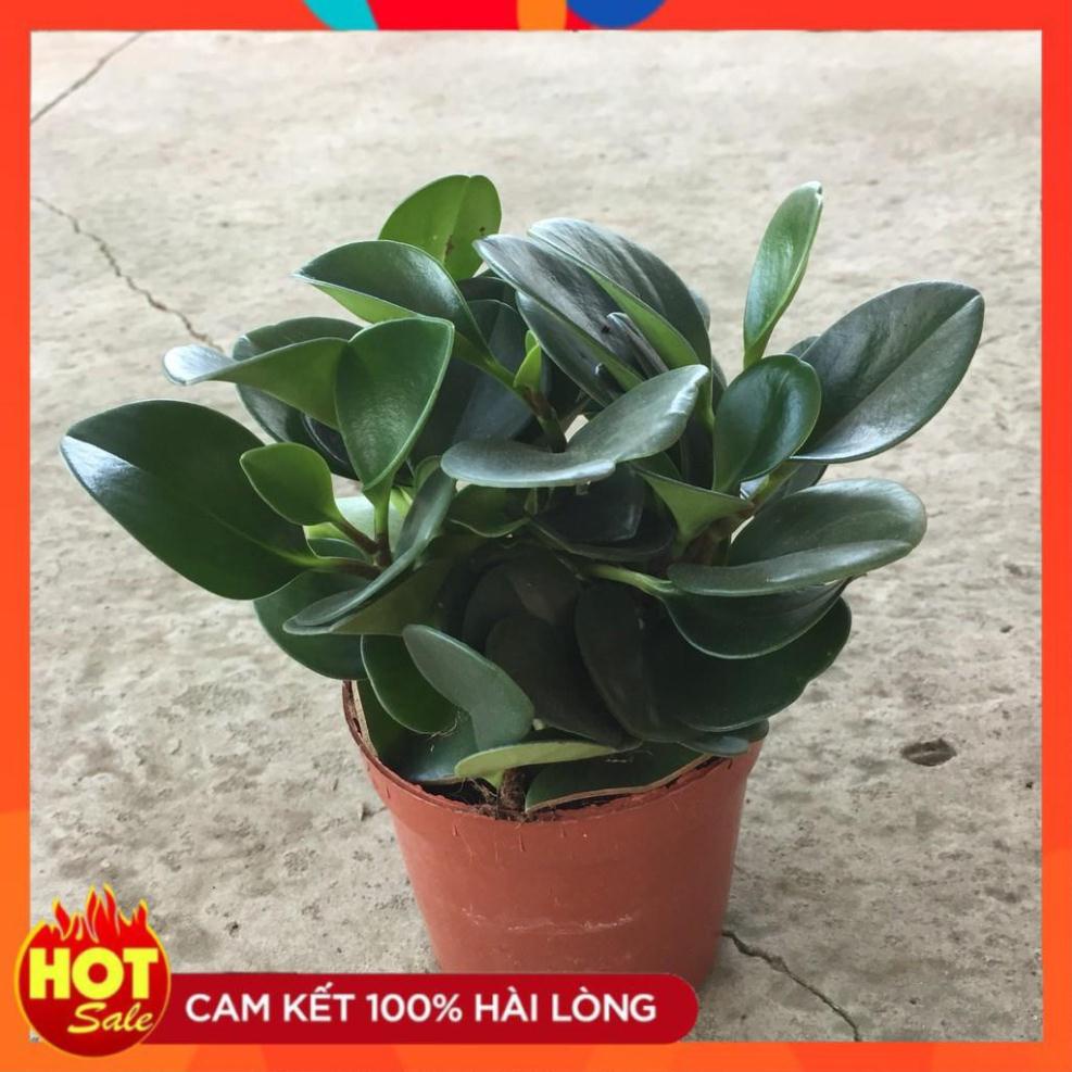 Cây trường sinh trồng chậu đỏ đường kính 20cm nhiều nhánh lá xanh đẹp.