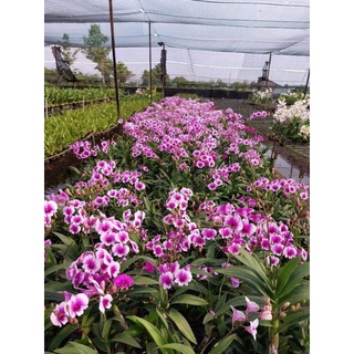Denro mini yaya đang nụ đẹp