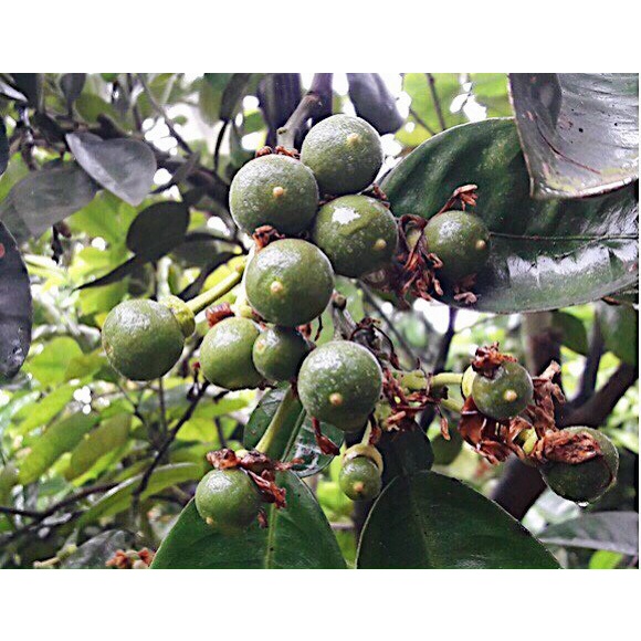 Phân Bón Kích Bông Max Flower Paclo Gói 1kg - Phân Hóa Mầm Hoa Cực Mạnh, Xử Lý Ra Hoa Nghịch Vụ, Ức Chế Tăng Trưởng
