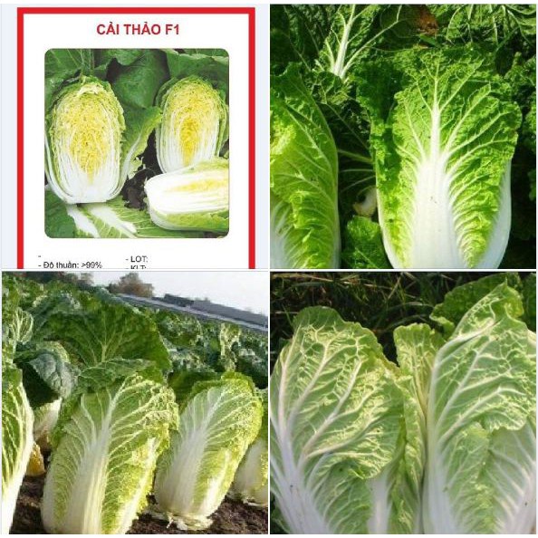 100 hạt giống Cải Thảo