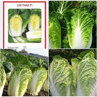 100 hạt giống cải thảo