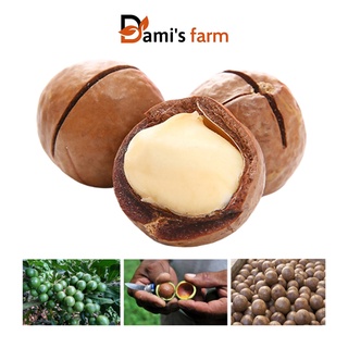 Hạt macca sấy nứt tách vỏ daklak organic 500g