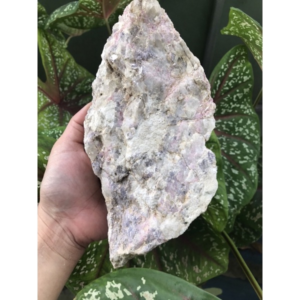 Tourmaline Hồng trên nền gốc thiên nhiên