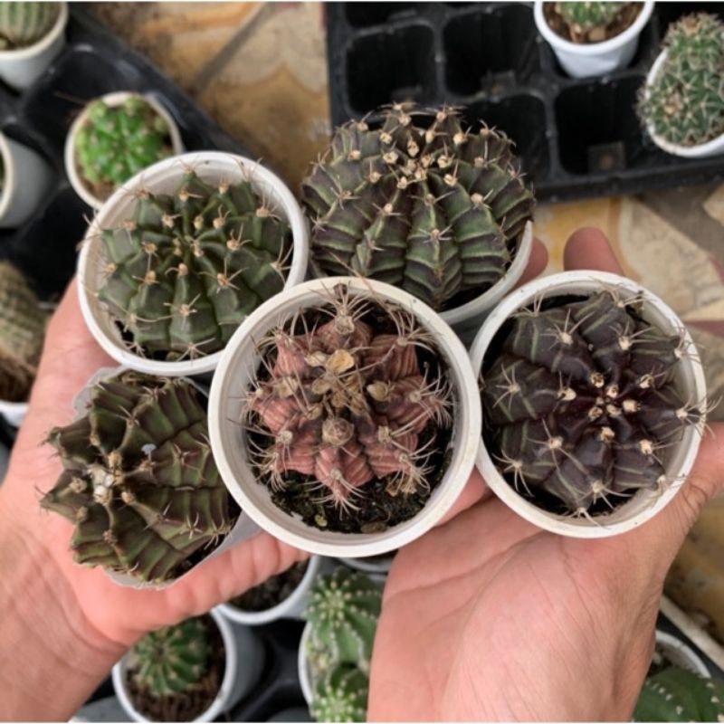 xương rồng gym vân