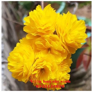 Cây mai cúc 7 tầng