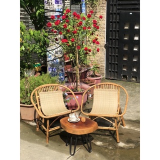 [HCM] Ghế Mây Sò - Decor ban công, sân vườn, chung cư, quán cafe- Sơn PU chống thấm