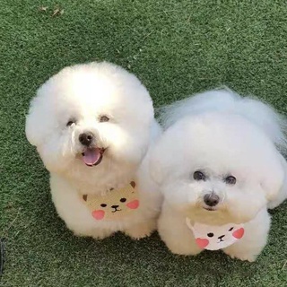 Vật Nuôi Có Thể điều Chỉnh Kích Thước Mèo Và Chó Nước Bọt Khăn Tắm Phụ Kiện Hoạt Hình Dễ Thương Màu Nâu / Trắng Phong Cách Gấu Phụ Kiện Cổ