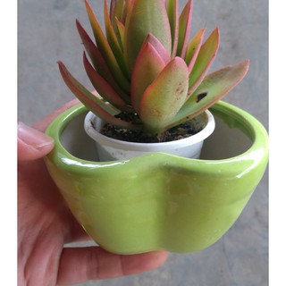 Chậu trồng cây: sứ tim đơn nhỏ