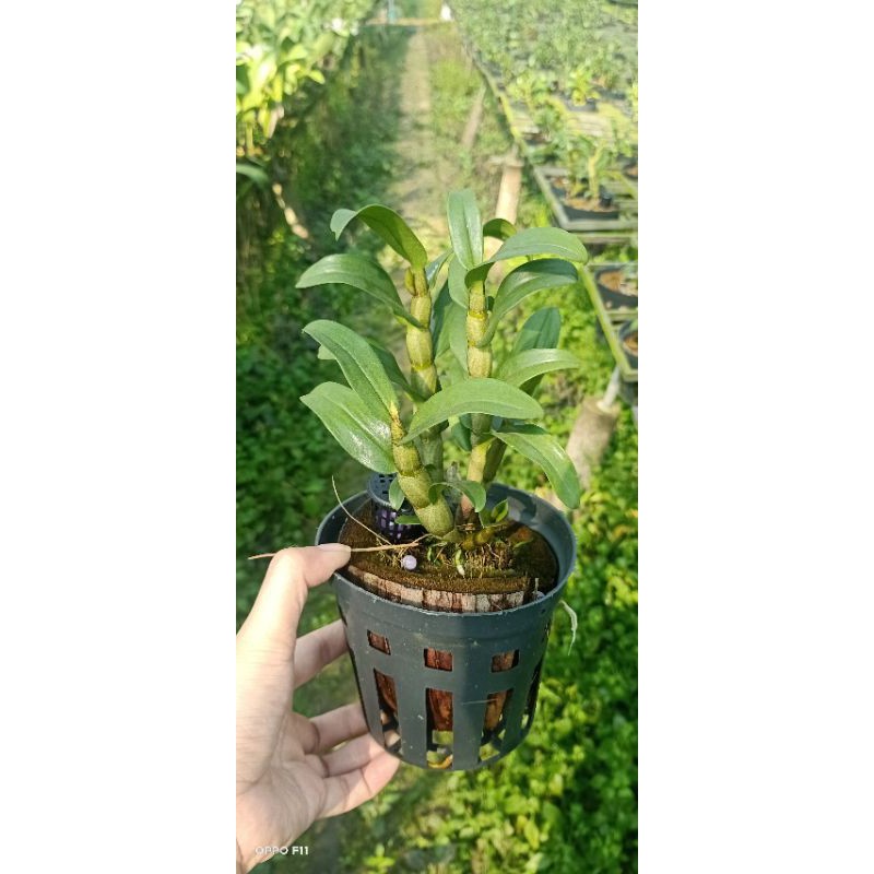 Lan Dambri hoa trắng lưỡi cam