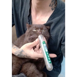 Cỏ mèo Hahale Catmint dạng ống
