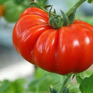 Hạt giống cà chua khổng lồ (20 H)
