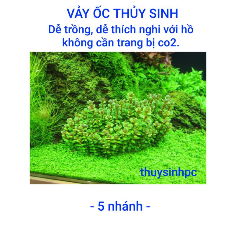 Mã 256fmcgsale giảm 7% tối đa 100k đơn 500k 5 nhánh vảy ốc trang trí bể - ảnh sản phẩm 1