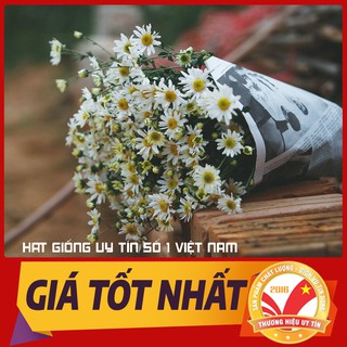 Hạt Giống Hoa Cúc Họa Mi . Hạt Giống Tốt