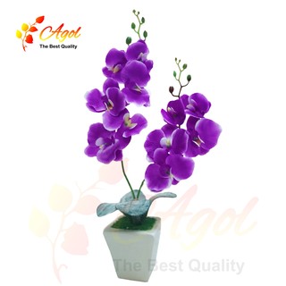 Chậu hoa lan vải