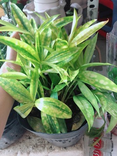 Cây Trúc Trinh Nữ (Trúc Nhật)