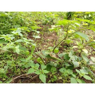 Hạt Giống Cây Tầm Bóp _Lồng Đèn