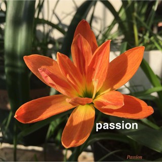 Củ huệ mưa kép ngoại cam kép Passion, củ size hoa