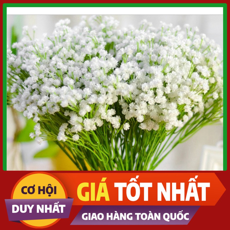 Hạt giống Hoa Sao Nhái