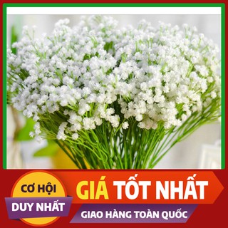 Hạt giống Hoa Sao Nhái