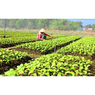 Phân bò đã qua xử lí quy cách 3 dm3