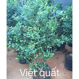HẠT GIỐNG VIỆT QUẤT ĐỎ VÀ TÍM